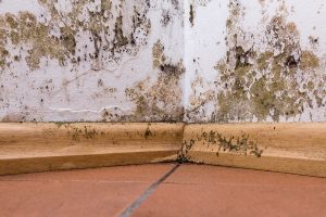 Mold abatement needed for corner wall of a house