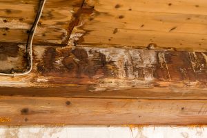 Remove Mold from Wood